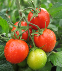 Paradajka kríčková Rentita - Solanum lycopersicum - Semená rajčiaka - 15 ks