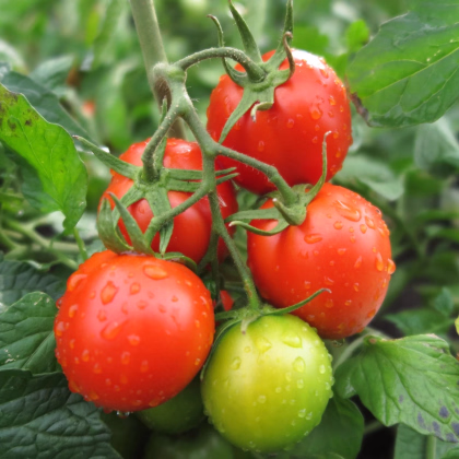 Paradajka kríčková Rentita - Solanum lycopersicum - Semená rajčiaka - 15 ks