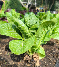 Šalát rímsky Bertolt - Lactuca sativa var. longifolia - predaj semien - 200 ks