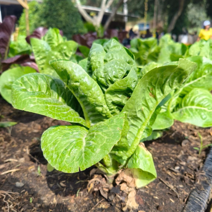 Šalát rímsky Bertolt - Lactuca sativa var. longifolia - predaj semien - 200 ks