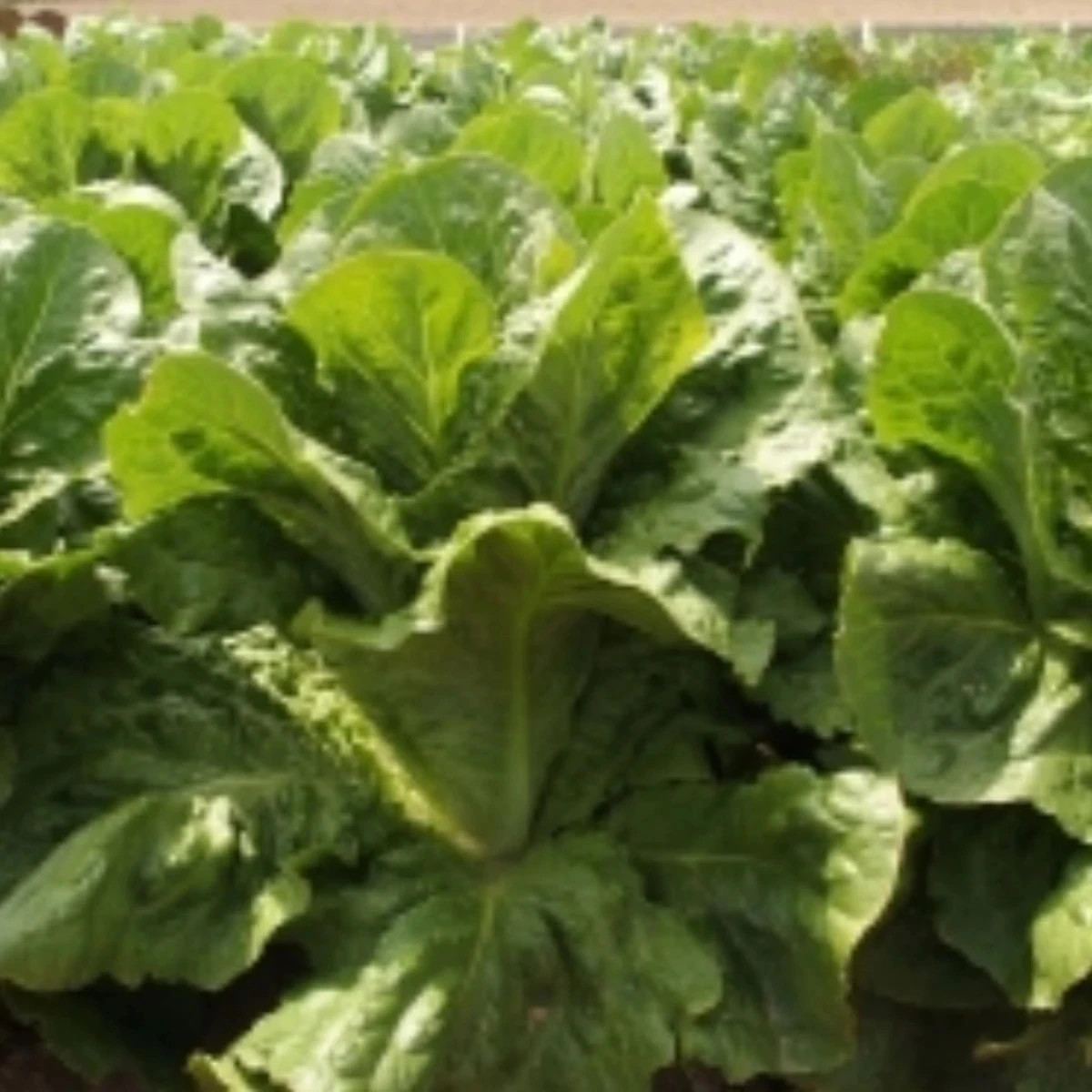 Šalát rímsky Bertolt - Lactuca sativa var. longifolia - predaj semien - 200 ks