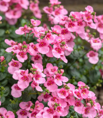 Okrasná tvárnica Pink Queen - Diascia barbeae - predaj semien - 50 ks