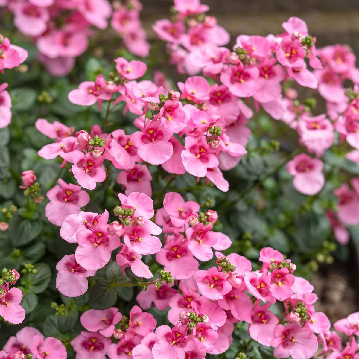 Okrasná tvárnica Pink Queen - Diascia barbeae - predaj semien - 50 ks