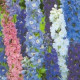 Stračia nôžka modrá - Delphinium cultorum - semiačka - 50 ks