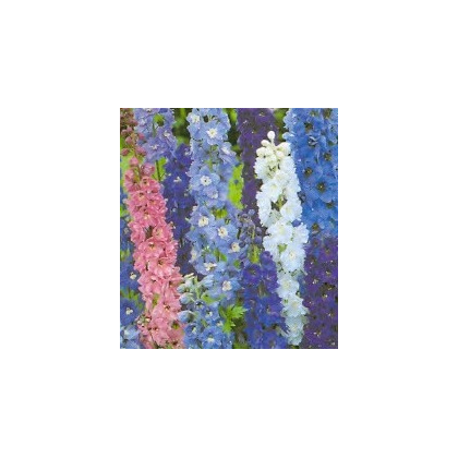 Stračia nôžka modrá - Delphinium cultorum - semiačka - 50 ks