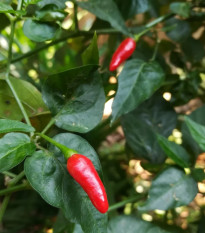 Chilli Zimbabwe Birds eye - Capsicum chinense - predaj semien - 8 ks