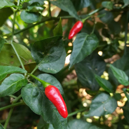 Chilli Zimbabwe Birds eye - Capsicum chinense - predaj semien - 8 ks