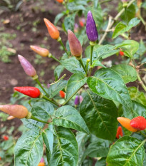 Chilli Gusto purple - Capsicum annuum - predaj semien - 8 ks
