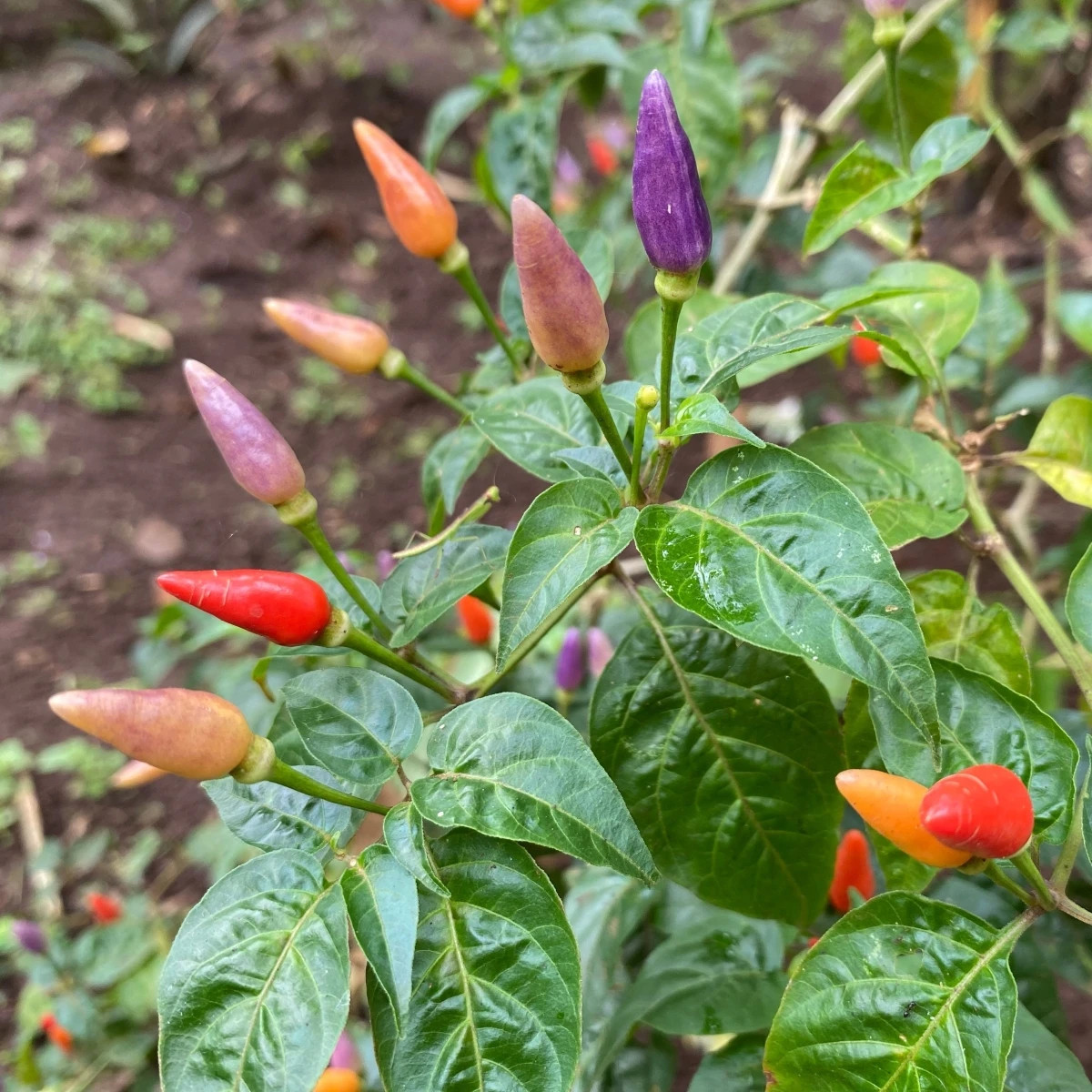 Chilli Gusto purple - Capsicum annuum - predaj semien - 8 ks