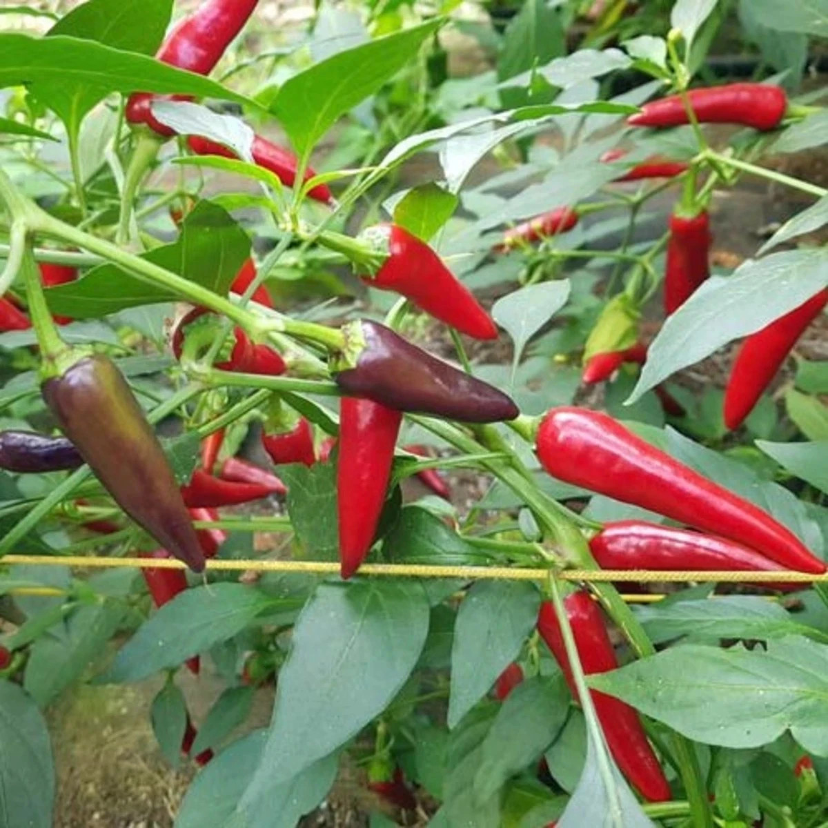 Chilli Gusto purple - Capsicum annuum - predaj semien - 8 ks