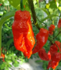 Chilli Shabu Shabu - Capsicum chinense - predaj semien - 8 ks