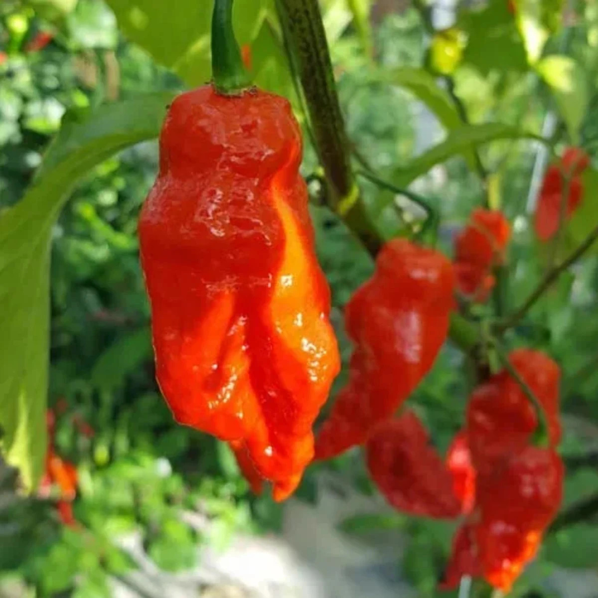 Chilli Shabu Shabu - Capsicum chinense - predaj semien - 8 ks