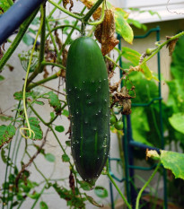 Uhorka šalátová Marketmore - Cucumis sativus - predaj semien - 10 ks