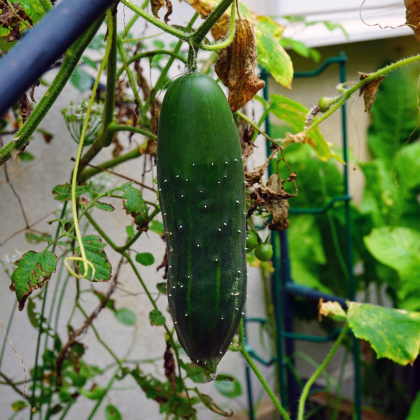 Uhorka šalátová Marketmore - Cucumis sativus - predaj semien - 10 ks