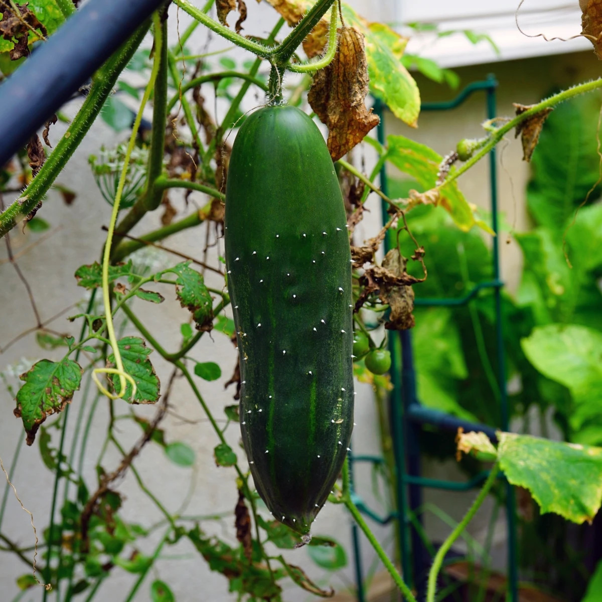 Uhorka šalátová Marketmore - Cucumis sativus - predaj semien - 10 ks