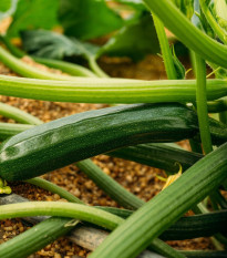 BIO Cuketa Kimber F1 - Cucurbita pepo - predaj bio semien - 5 ks