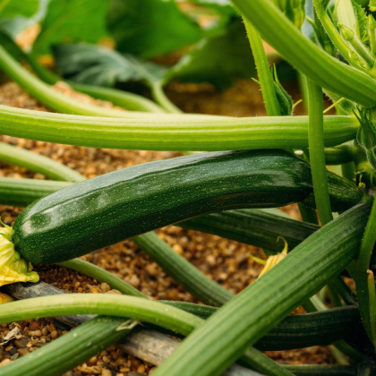 BIO Cuketa Kimber F1 - Cucurbita pepo - predaj bio semien - 5 ks