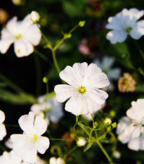 Gypsomilka biely elegantný - Gypsophila elegans - semiačka - 200 ks