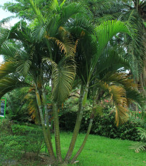 Palma Ptychosperma - Ptychosperma sp. Black fruit - predaj semien - 3 ks