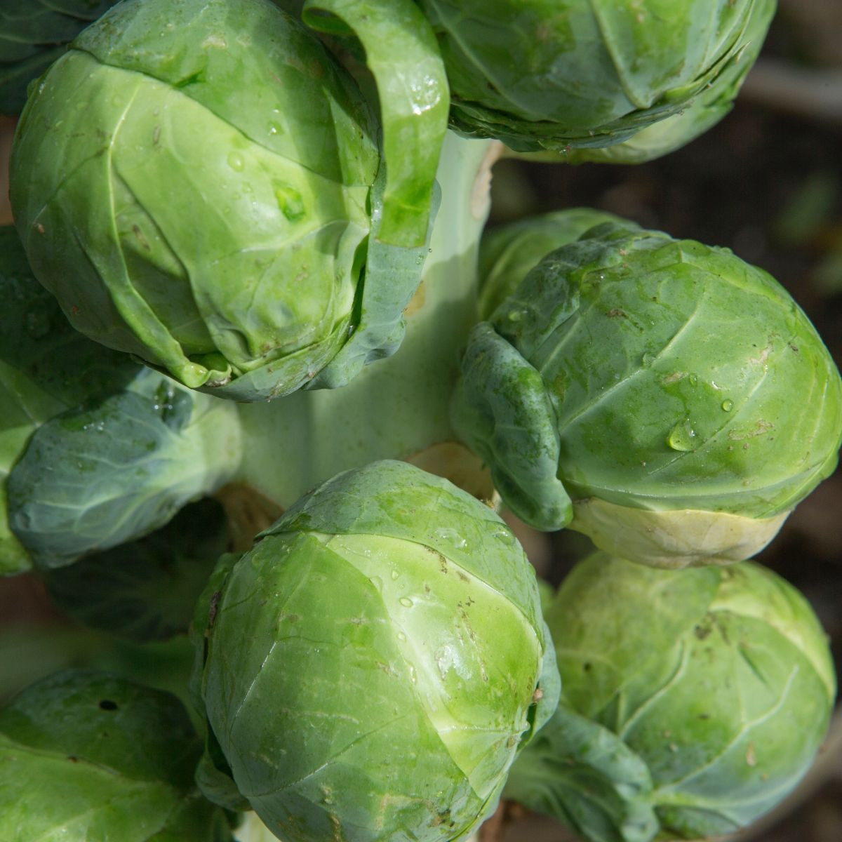 BIO Kel ružičkový Igor F1 - Brassica oleracea - predaj bio semien - 20 ks
