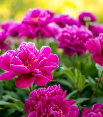 Pivónia červená Karl Rosenfield - Paeonia lactiflora - predaj cibuľovín - 1 ks