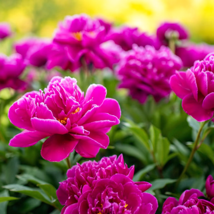 Pivónia červená Karl Rosenfield - Paeonia lactiflora - predaj cibuľovín - 1 ks