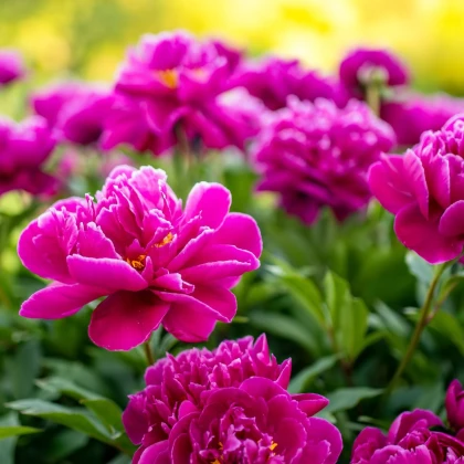 Pivónia červená Karl Rosenfield - Paeonia lactiflora - predaj cibuľovín - 1 ks