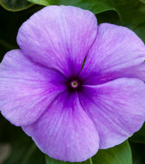 Katarant Vitesse Blue F1 - Catharanthus r. - predaj semien - 30 ks