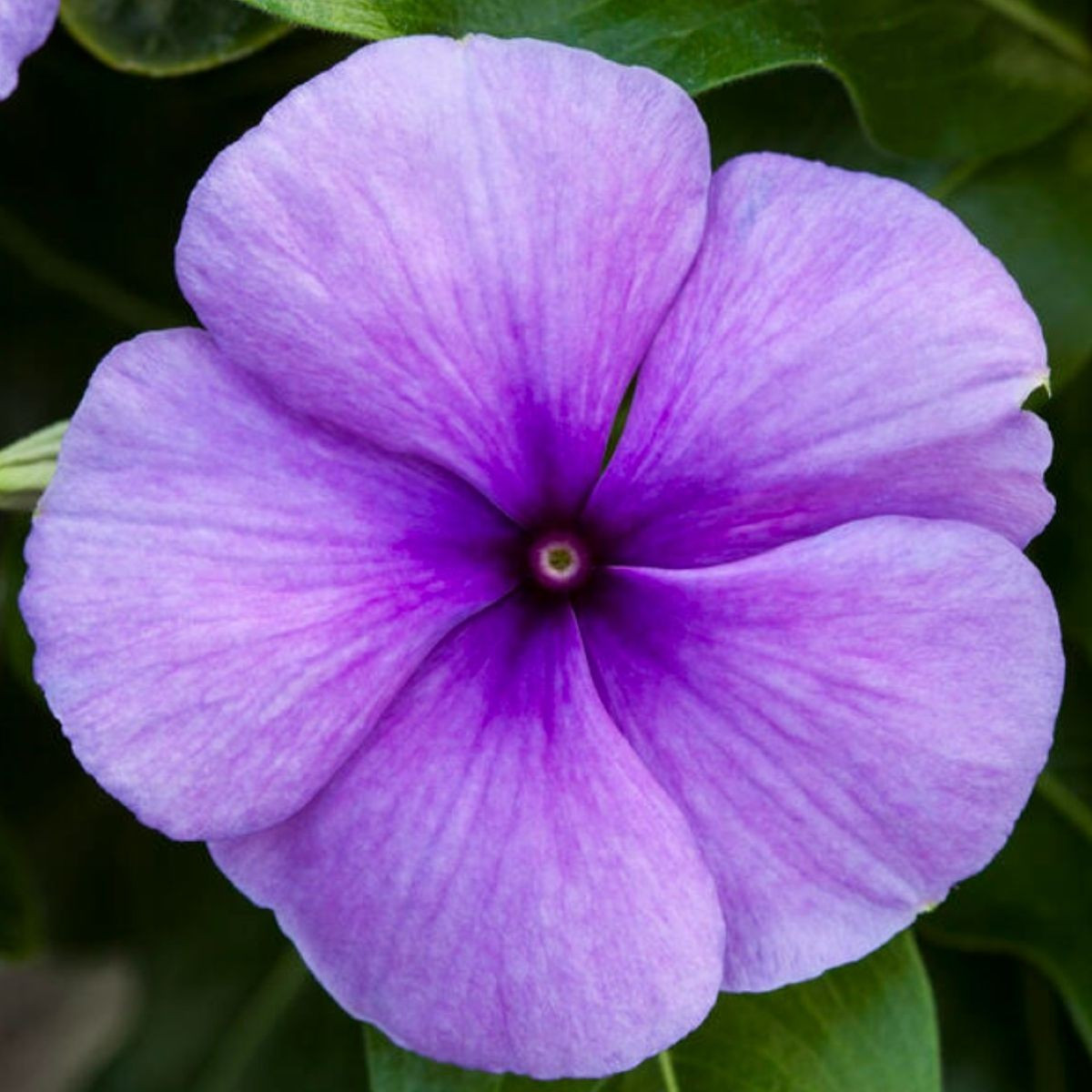 Katarant Vitesse Blue F1 - Catharanthus r. - predaj semien - 30 ks
