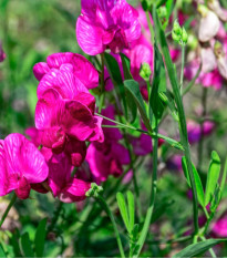 Hrachor voňavý ružový - Lathyrus odoratus - predaj semien - 20 ks