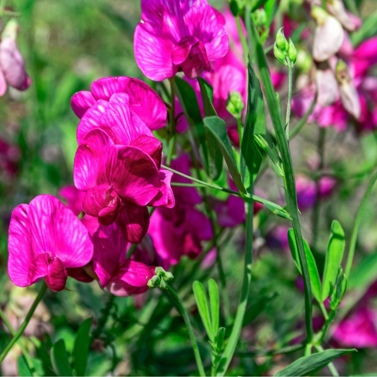Hrachor voňavý ružový - Lathyrus odoratus - predaj semien - 20 ks