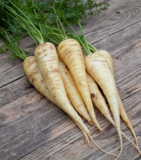 BIO Mrkva biela Küttiger - Daucus carota - predaj bio semien - 200 ks