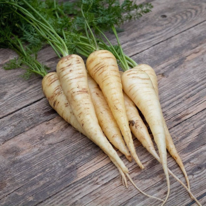 BIO Mrkva biela Küttiger - Daucus carota - predaj bio semien - 200 ks