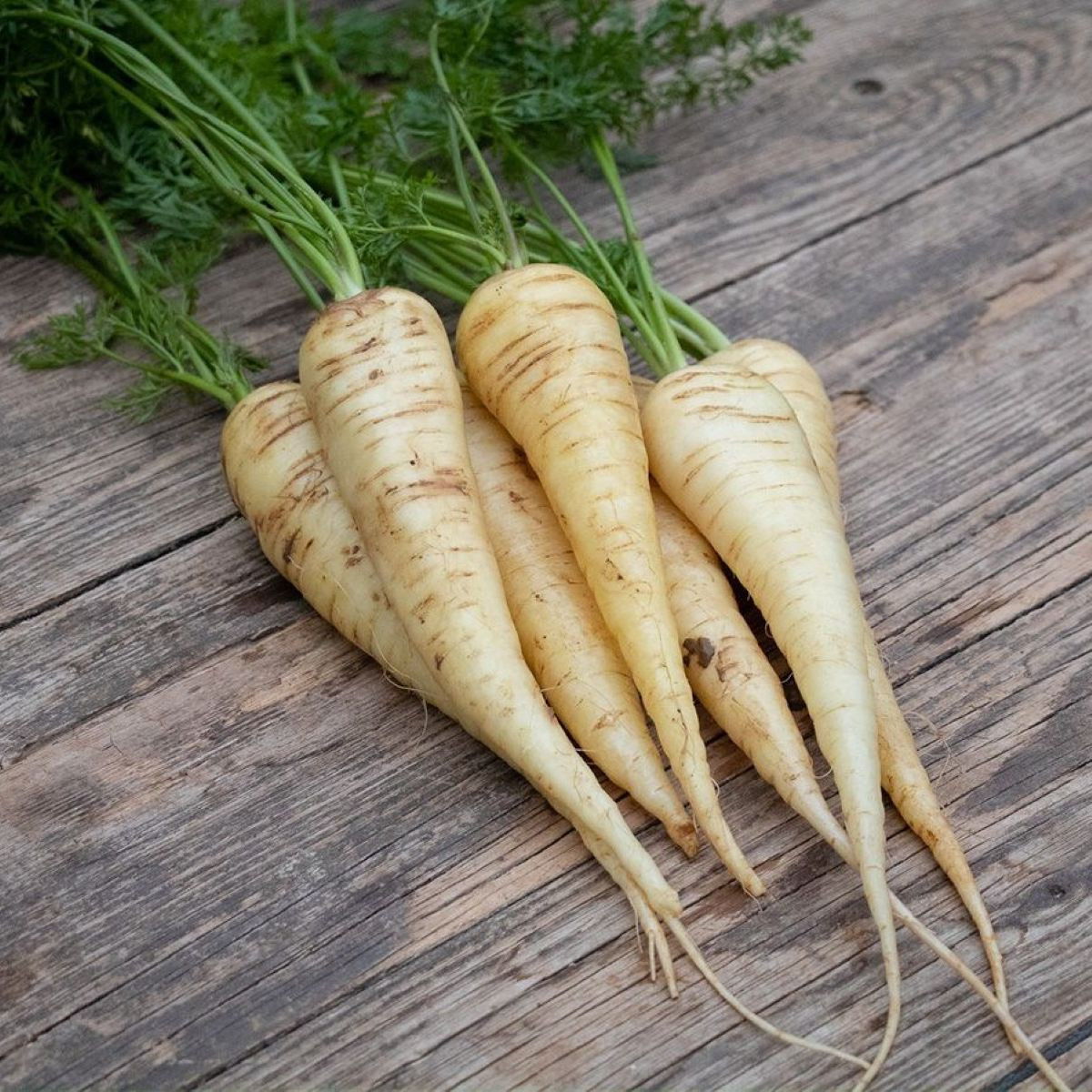 BIO Mrkva biela Küttiger - Daucus carota - predaj bio semien - 200 ks