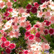 Plamienka Drummondova zmes farieb - Phlox drum. mix - predaj semien - 100 ks