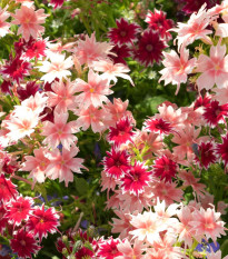 Plamienka Drummondova zmes farieb - Phlox drum. mix - predaj semien - 100 ks