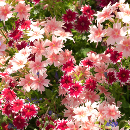 Plamienka Drummondova zmes farieb - Phlox drum. mix - predaj semien - 100 ks