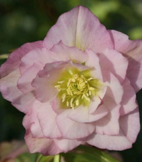 Čemerica plnokvetá Ellen ružová - Helleborus double - predaj jednoducho korenistých sadeníc - 1 ks