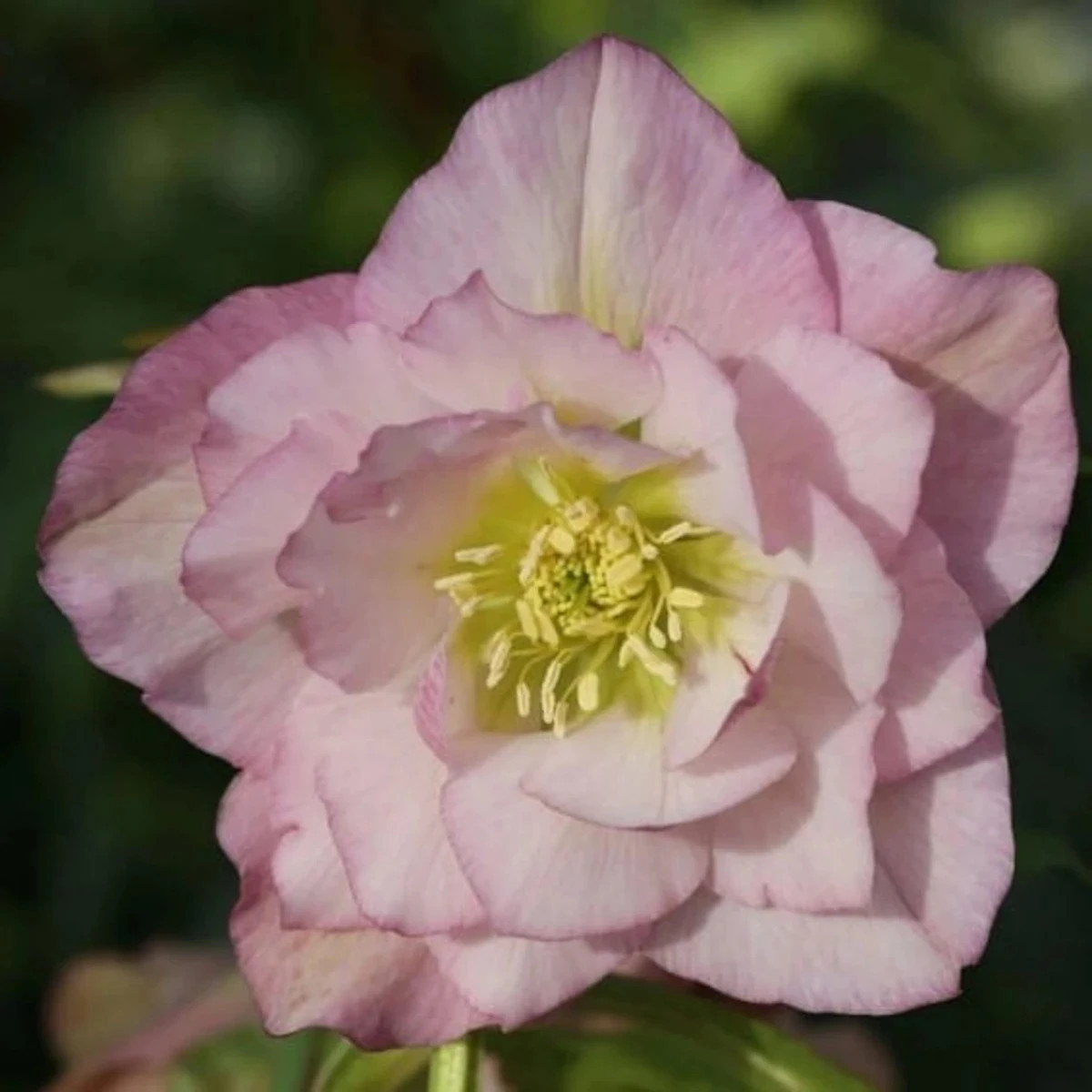 Čemerica plnokvetá Ellen ružová - Helleborus double - predaj jednoducho korenistých sadeníc - 1 ks