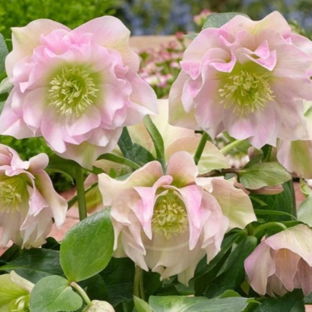 Čemerica plnokvetá Ellen ružová - Helleborus double - predaj jednoducho korenistých sadeníc - 1 ks