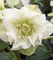 Čemerica plnokvetá Ellen biela - Helleborus double - predaj voľnokorenených sadeníc - 1 ks