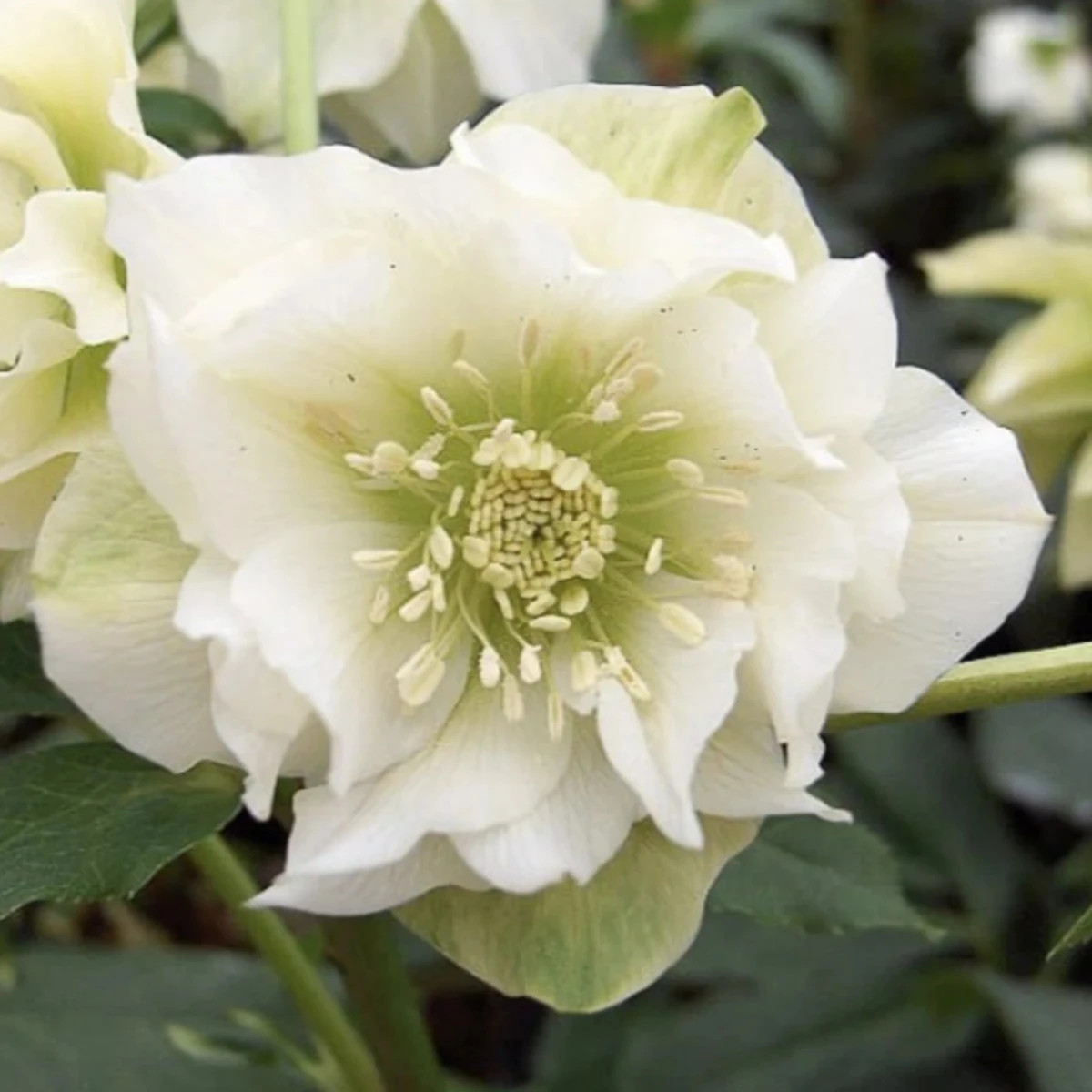 Čemerica plnokvetá Ellen biela - Helleborus double - predaj voľnokorenených sadeníc - 1 ks