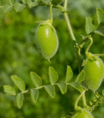 Cícer Donia - Cicer - predaj semien - 15 ks