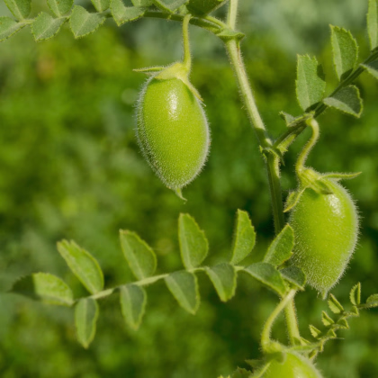Cícer Donia - Cicer - predaj semien - 15 ks