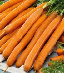Mrkva Babetka F1 - Daucus carota - predaj semien - 300 ks