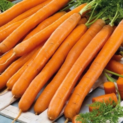 Mrkva Babetka F1 - Daucus carota - predaj semien - 300 ks