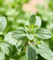 Majorán záhradný Marietta - Origanum Majorana L. - predaj semien - 300 ks