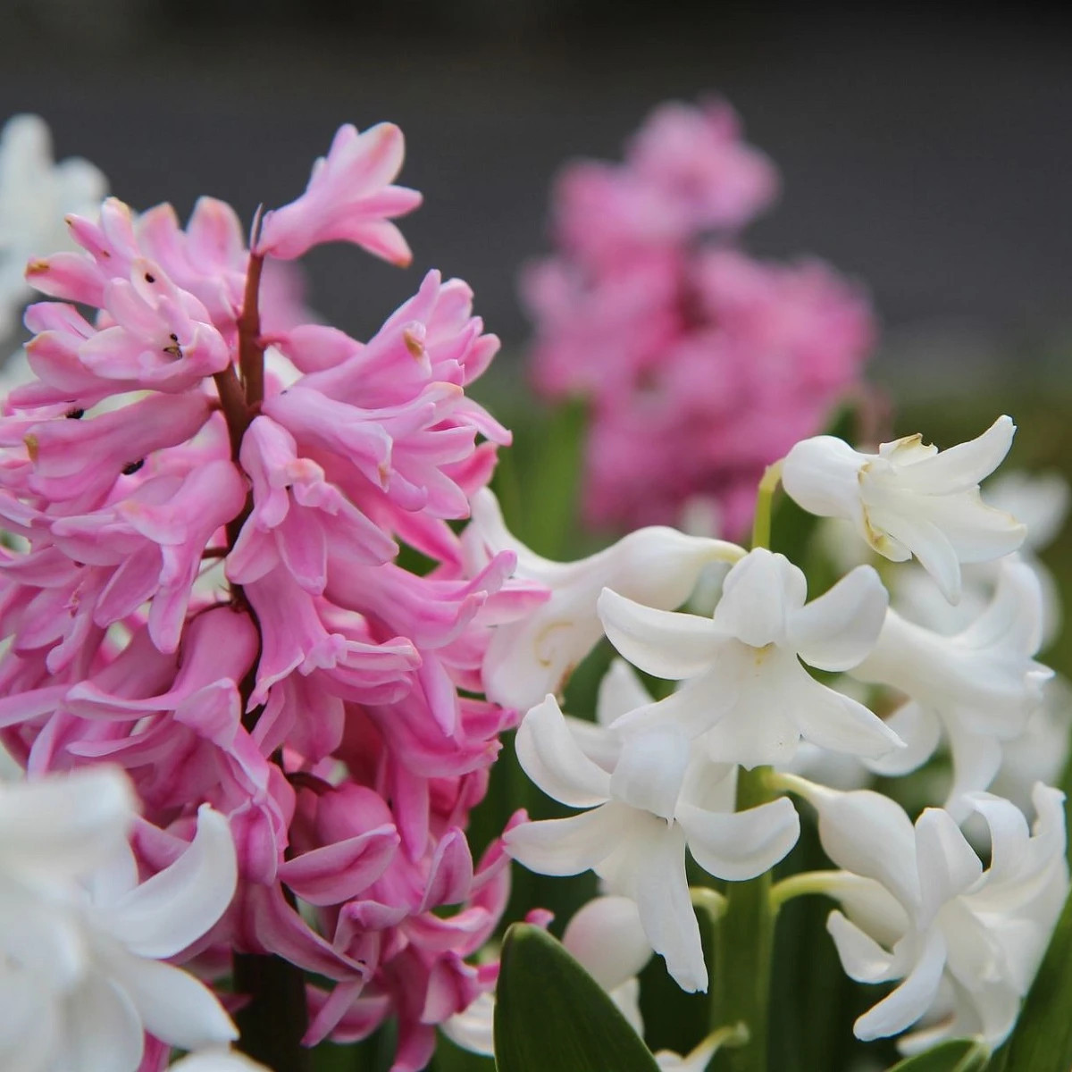 Zmes hyacintov - Hyacinthus mix - predaj cibuľovín - 5 ks