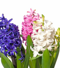 Zmes hyacintov - Hyacinthus mix - predaj cibuľovín - 5 ks