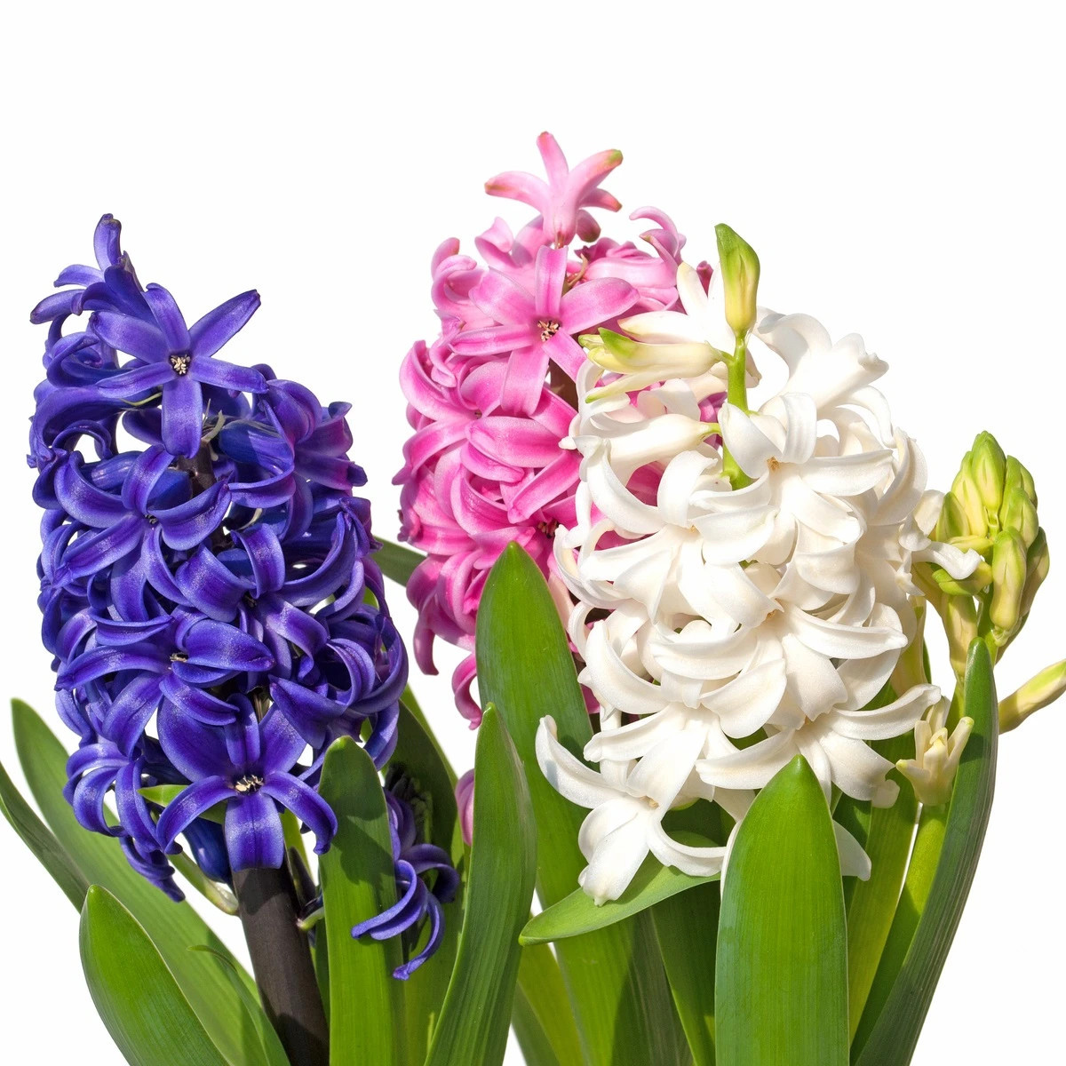 Zmes hyacintov - Hyacinthus mix - predaj cibuľovín - 5 ks